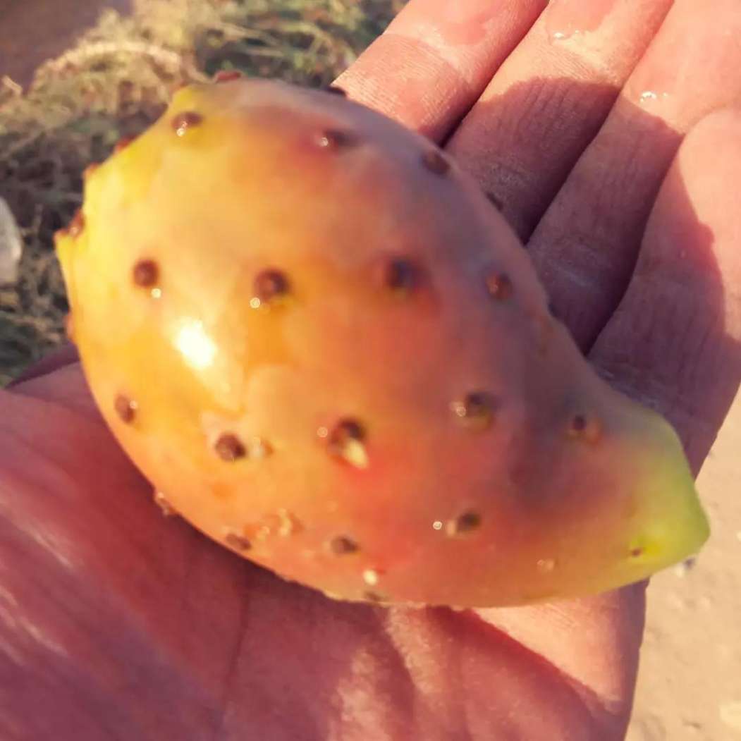 تصویر 5 از تولید عمده گلابی مالتا