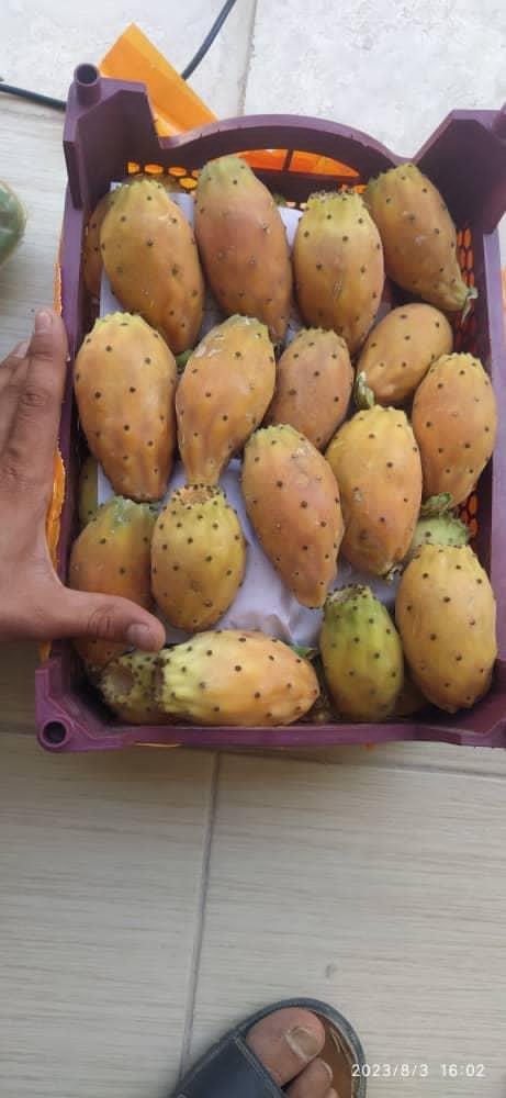 خرید عمده گلابی مالتا