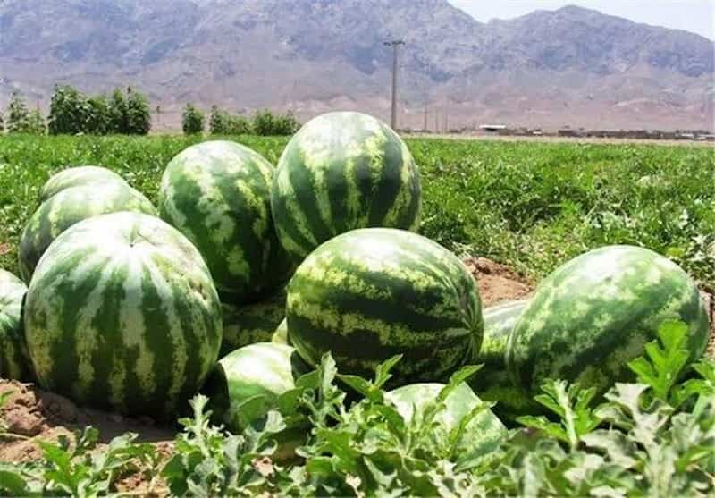 هندوانه گرد خطی خوش خوراک با شیرینی مطلوب و تازگی بالا
