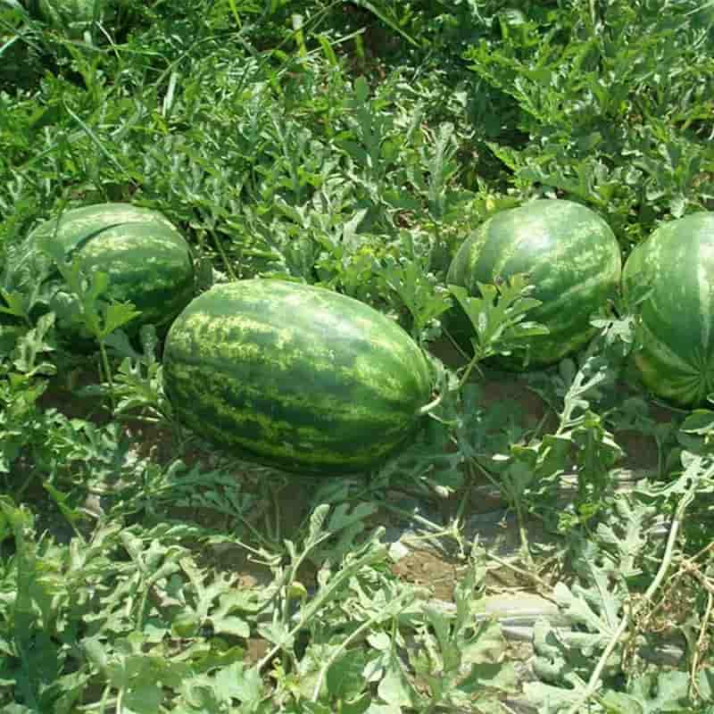 هندوانه بیضی شکل مرغوب با گوشت آبدار و شیرینی بالا
