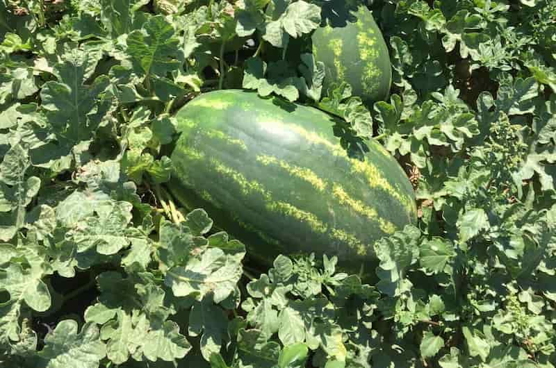 هندوانه بیضی