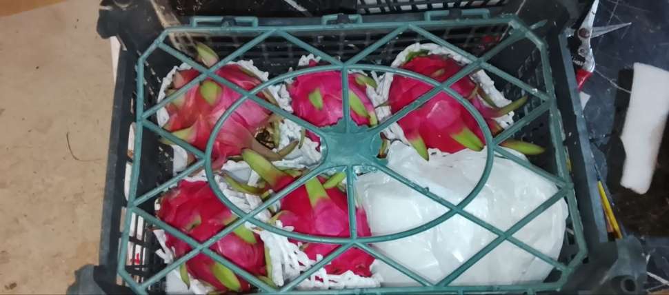 تصویر 3 از فروش مستقیم دراگون فروت در ایران