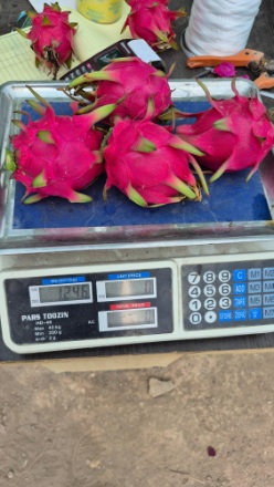 تصویر 4 از مرکز پخش عمده میوه اژدها در مازندران