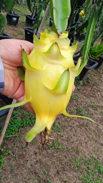 تصویر 4 از فروش عمده میوه دراگون در تهران