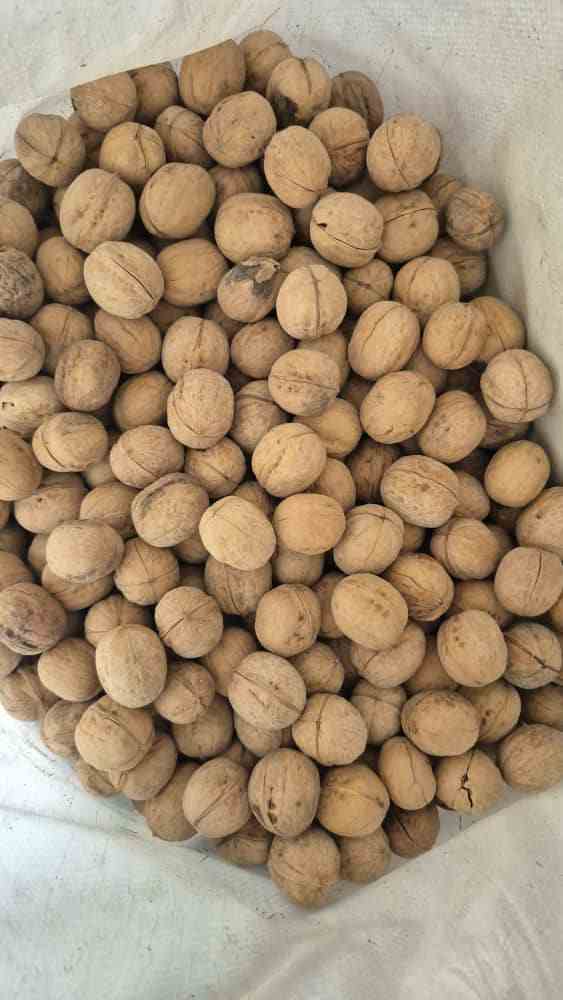 فروش گردو با پوست