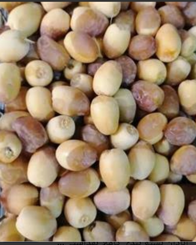 تصویر 4 از رطب برحی عسلی آبادان