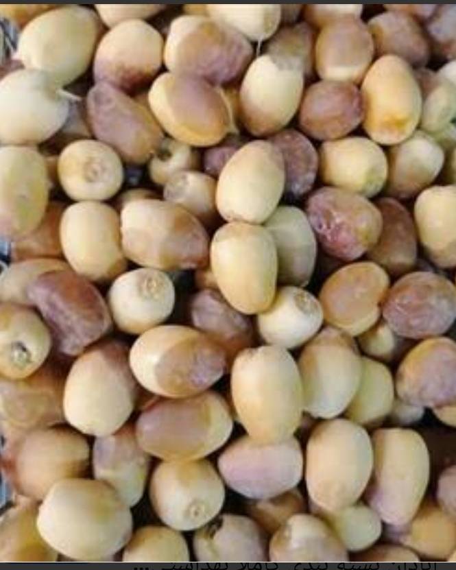 تصویر 2 از رطب برحی عسلی آبادان