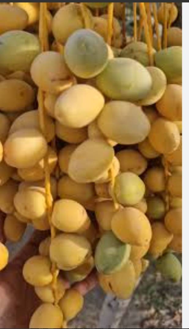 تصویر 1 از رطب برحی عسلی آبادان