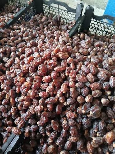 قیمت خرید خرمای خاصویی + عمده و به صرفه