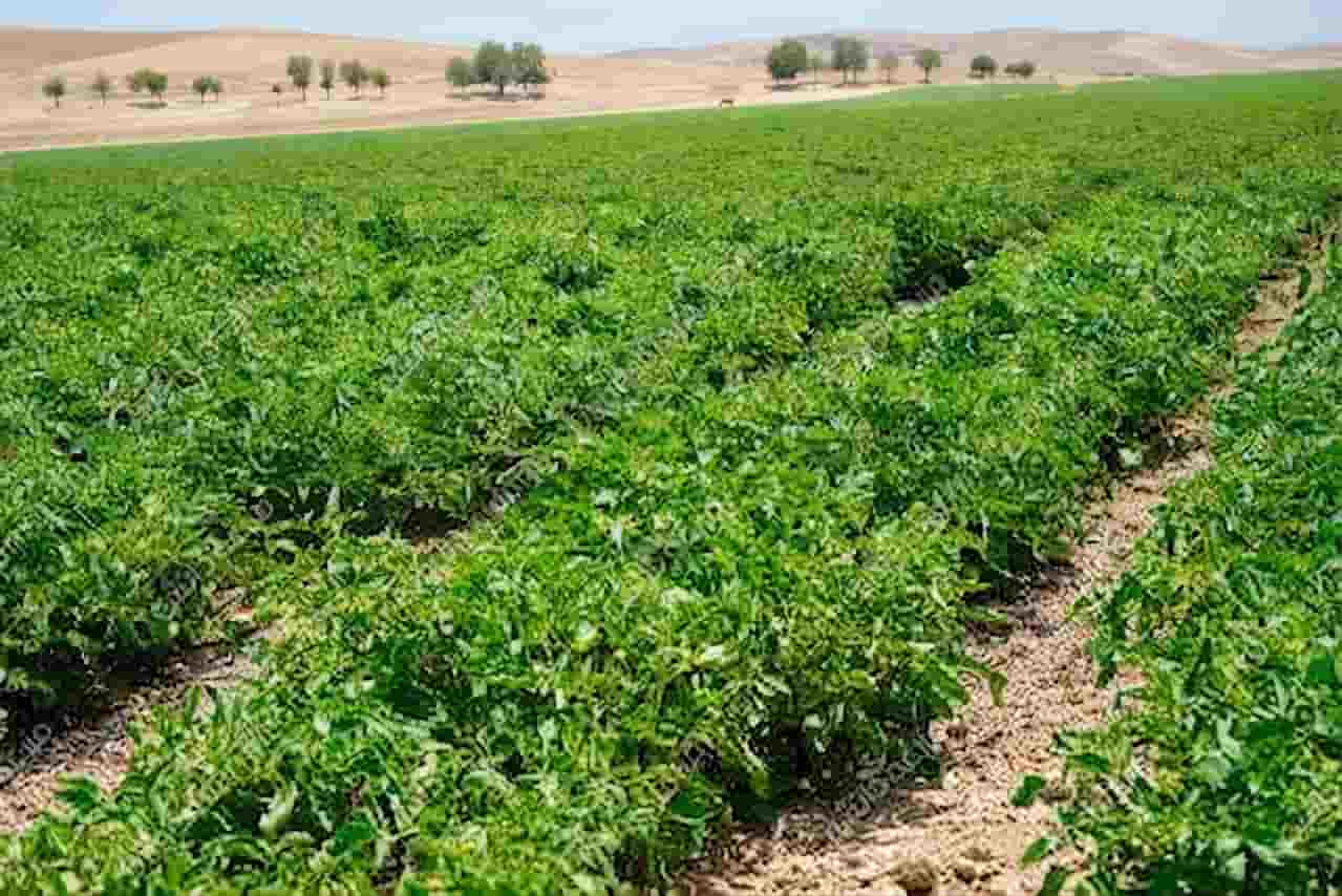 نشا گوجه فرنگی بریویو با رشد یکنواخت و سریع
