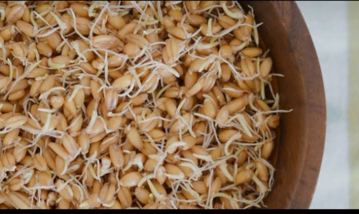 تصویر 5 از ارزش غذایی پودر جوانه گندم برای سلامت پوست، مو و ناخن