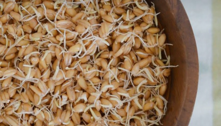 تصویر 3 از راهنمای خرید بهترین پودر جوانه گندم برای سلامت پوست و مو
