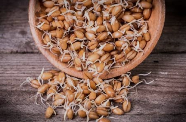 خواص پودر جوانه گندم برای سلامت روده و دستگاه گوارش
