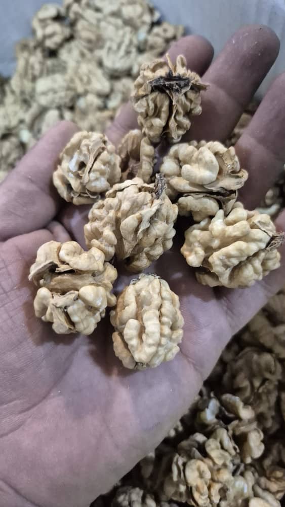 تصویر 2 از مغز گردو دو پر اعلا تازه، درشت، بی‌ رقیب برای آجیل لوکس