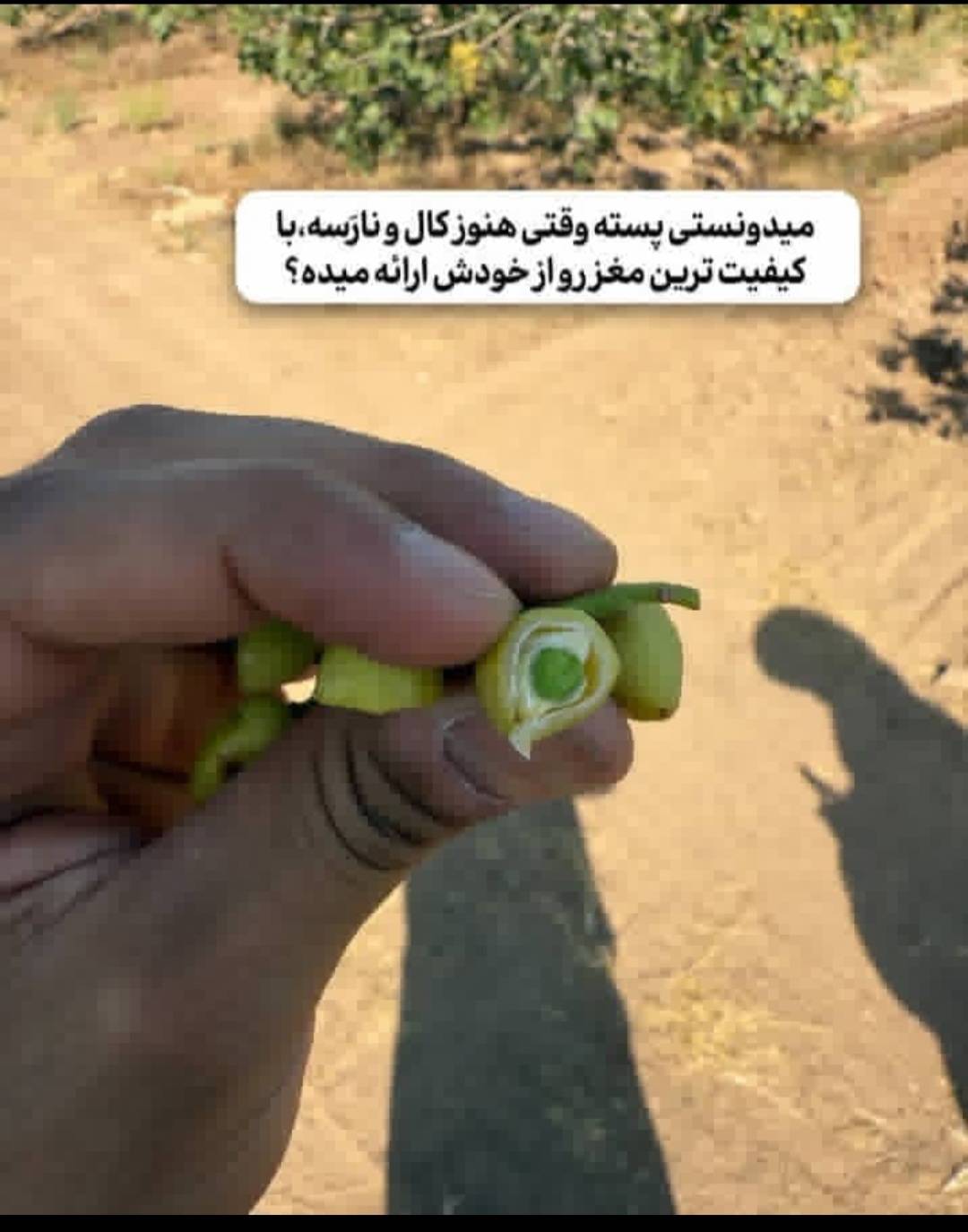 تصویر 2 از قیمت و خرید پسته خوشه خراسان باشرایط ویژه