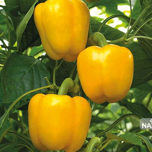 قیمت فلفل دلمه ای مرغوب و درجه یک