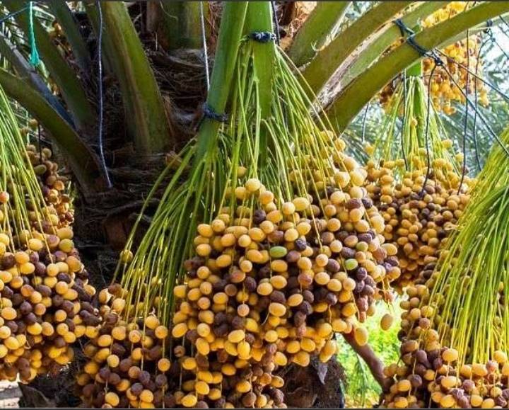 قیمت رطب برحی
