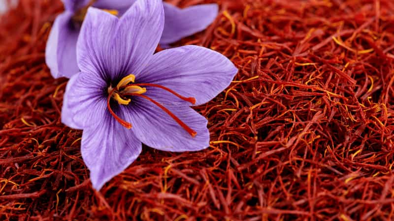 زعفران سرگل شکسته با رشته های خوش رنگ و معطر
