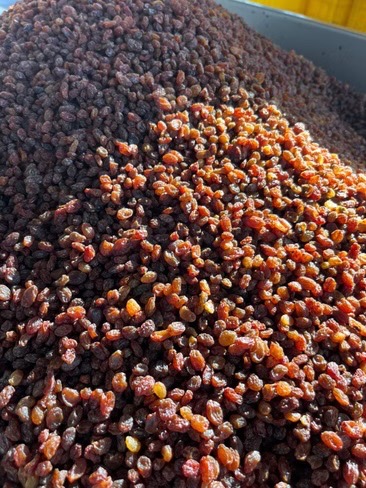 تصویر 3 از کشمش ارگانیک درجه یک (Export Quality) | مناسب مصرف مستقیم و صنایع غذایی