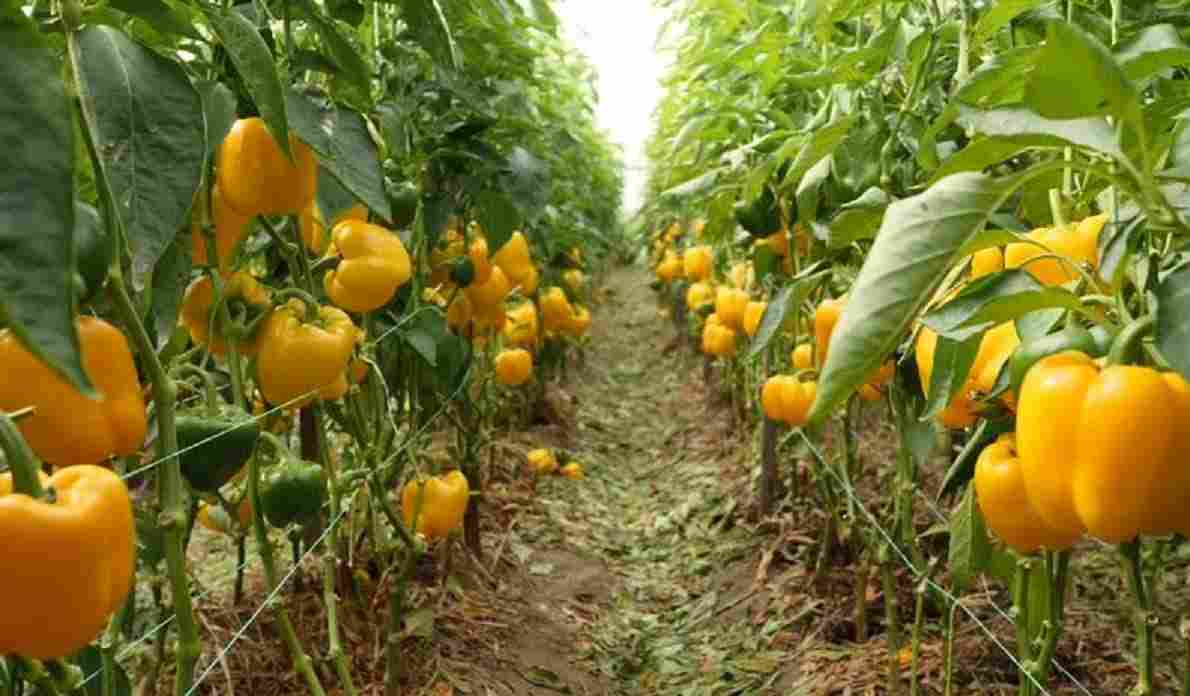 تصویر 1 از خرید فلفل دلمه‌ای رنگی عمده با ماندگاری بالا برای بازار داخلی