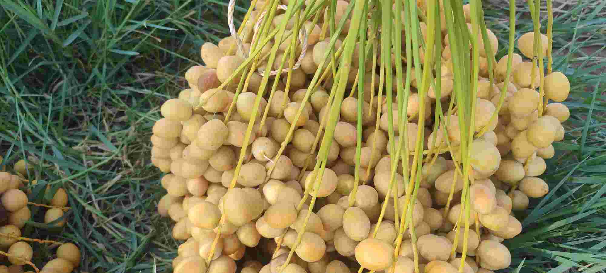 خارک رطب