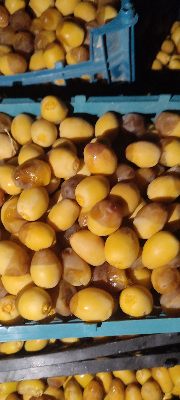 فروش خارک رطب