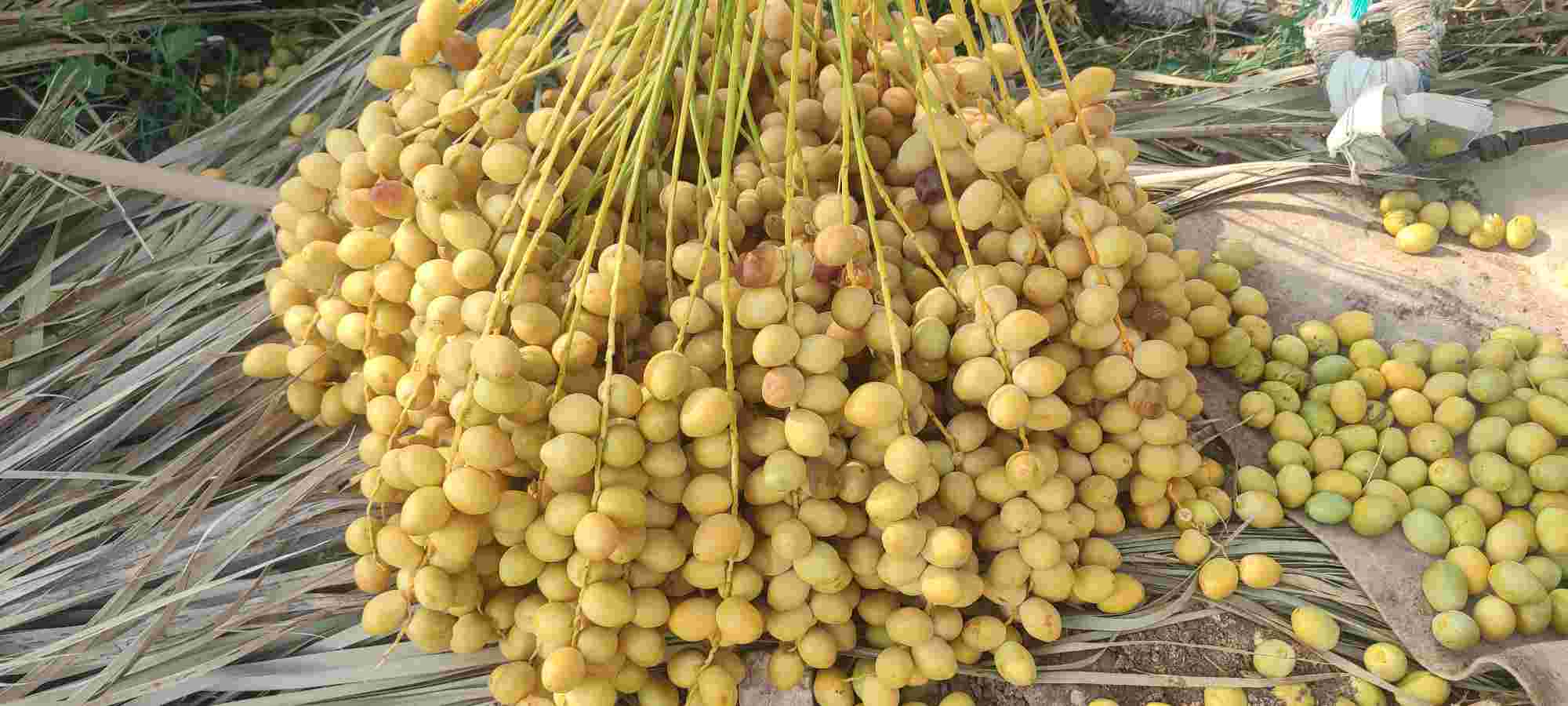 خرید خارک رطب