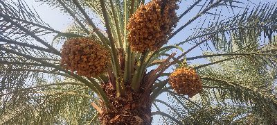 تصویر 4 از خارک برحی قیمت عمده کیفیت ممتاز و تازه