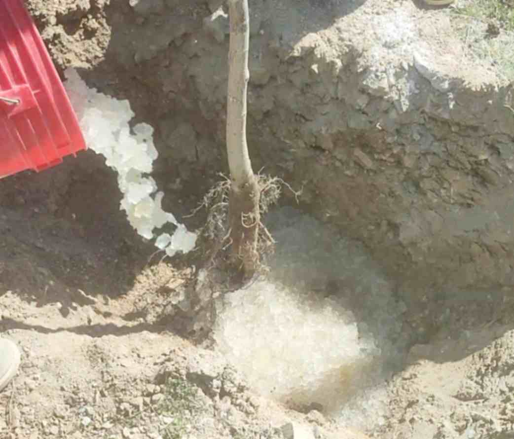 تصویر 1 از فروش سوپر جاذب برای حفظ رطوبت خاک