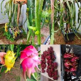 تصویر 5 از خرید و فروش نهال عمده دراگون فروت