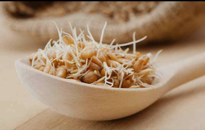 پودر جوانه گندم و پروتئین گیاهی؛ انتخاب مناسب برای وگان ها