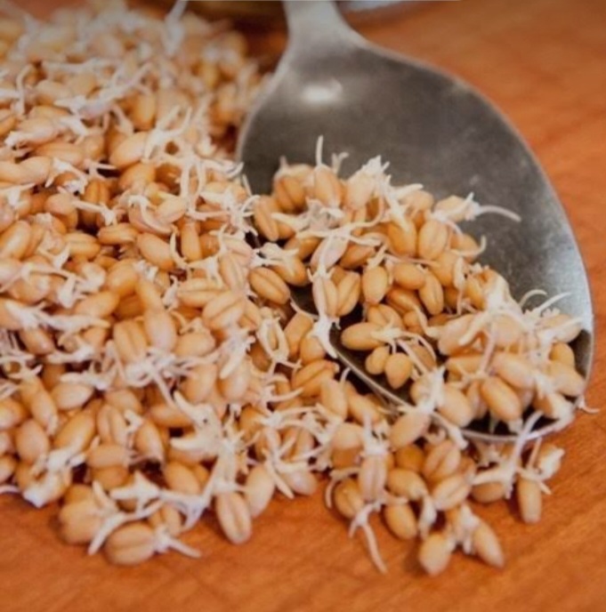 تصویر 3 از پودر جوانه گندم برای وگان ها؛ یک ماده غذایی مغذی و گیاهی
