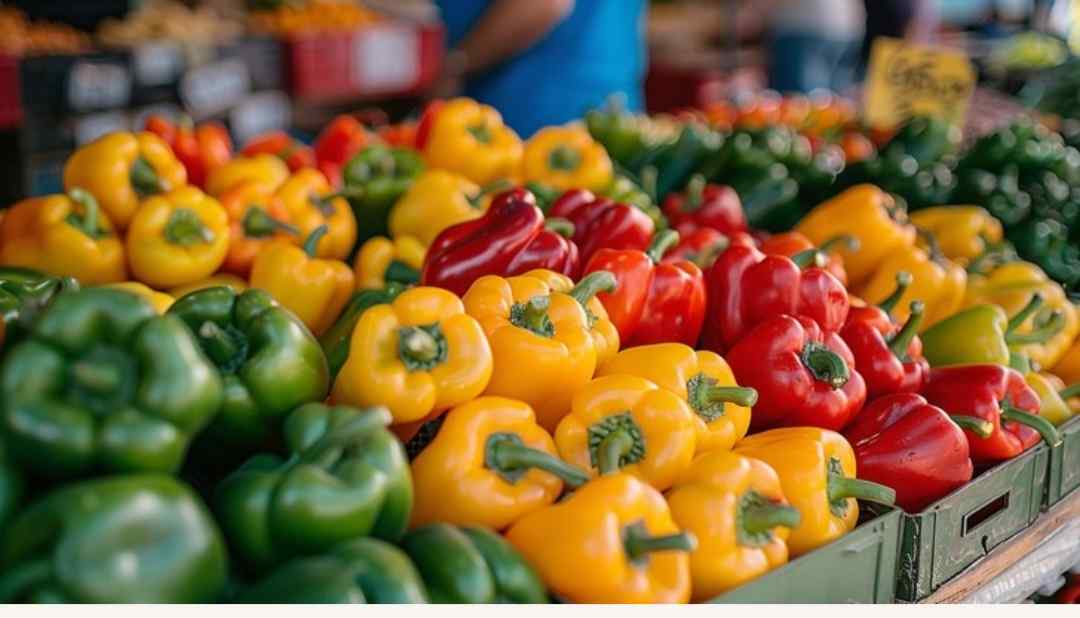 فلفل دلمه‌ای گوشتی با رنگ طبیعی و ماندگاری مطلوب