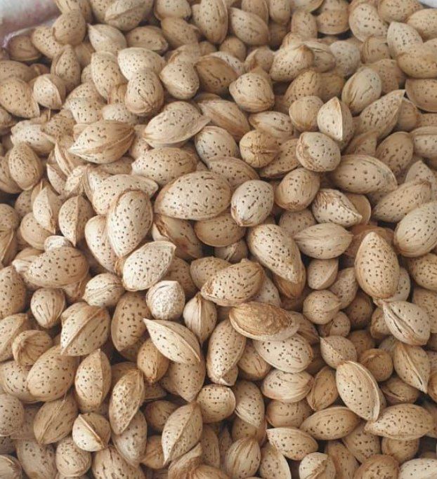 فروش بادام محب + قیمت عمده