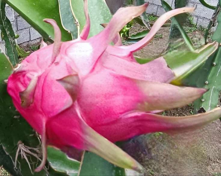 تصویر 5 از مرکز فروش نهال دراگون فروت