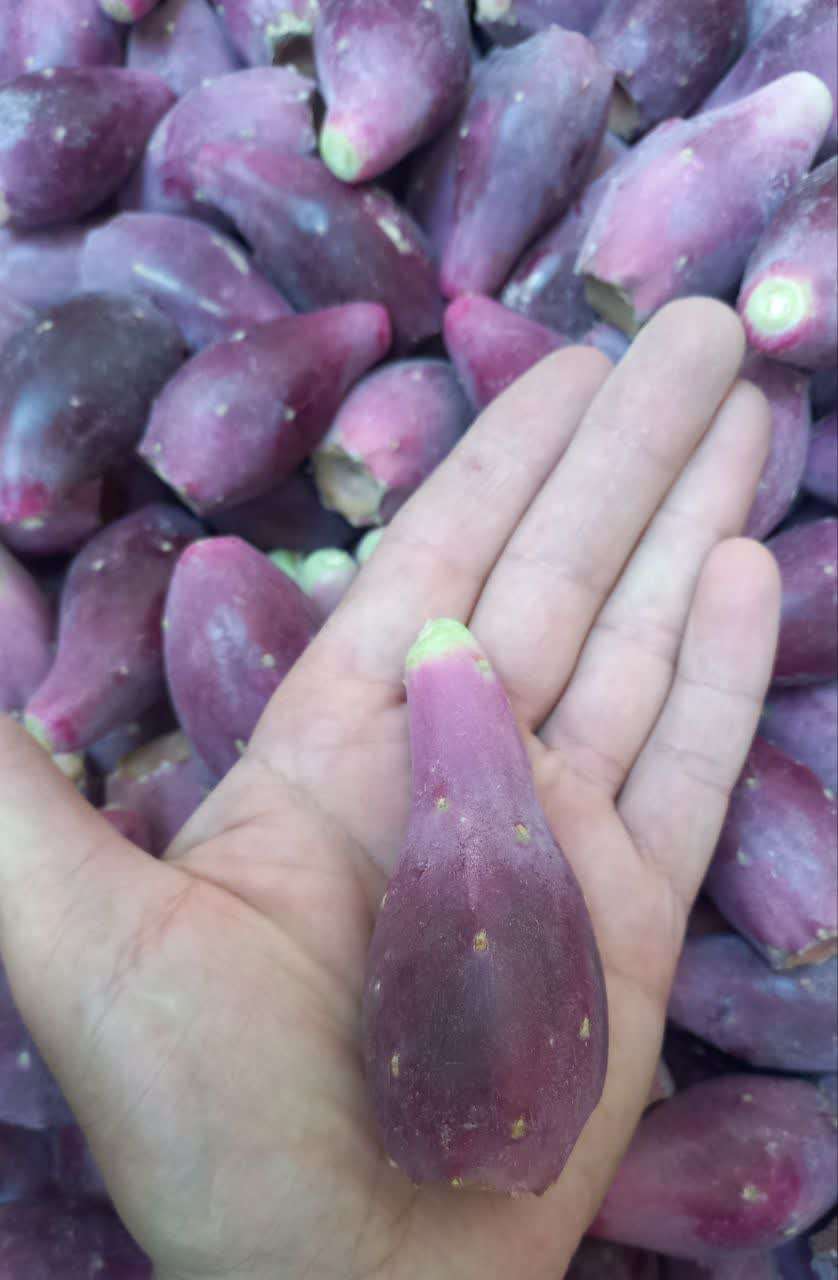 تصویر 2 از پخش عمده میوه کاکتوس جنوب در میدان تره بار تهران