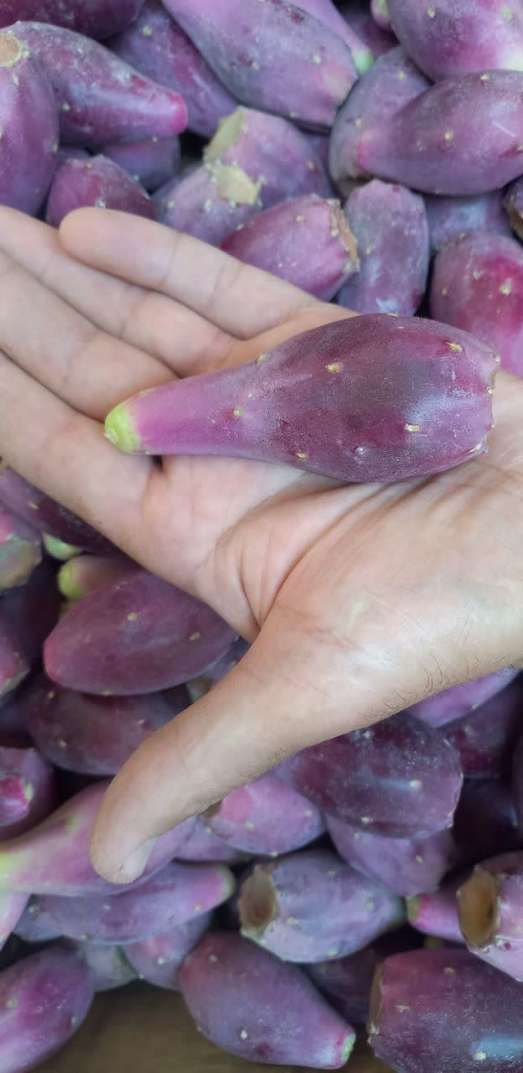 تصویر 1 از پخش عمده میوه کاکتوس جنوب در میدان تره بار تهران