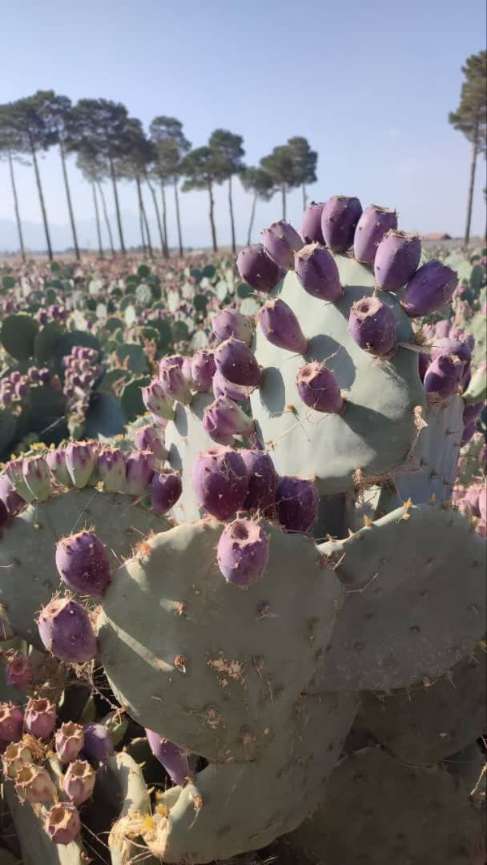 تصویر 4 از پخش عمده گلابی کاکتوس شمال در میدان تره بار تهران