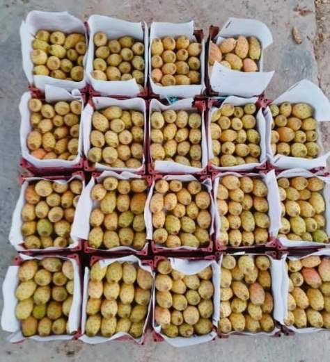 تصویر 4 از مرکز فروش گلابی مالتا در تهران