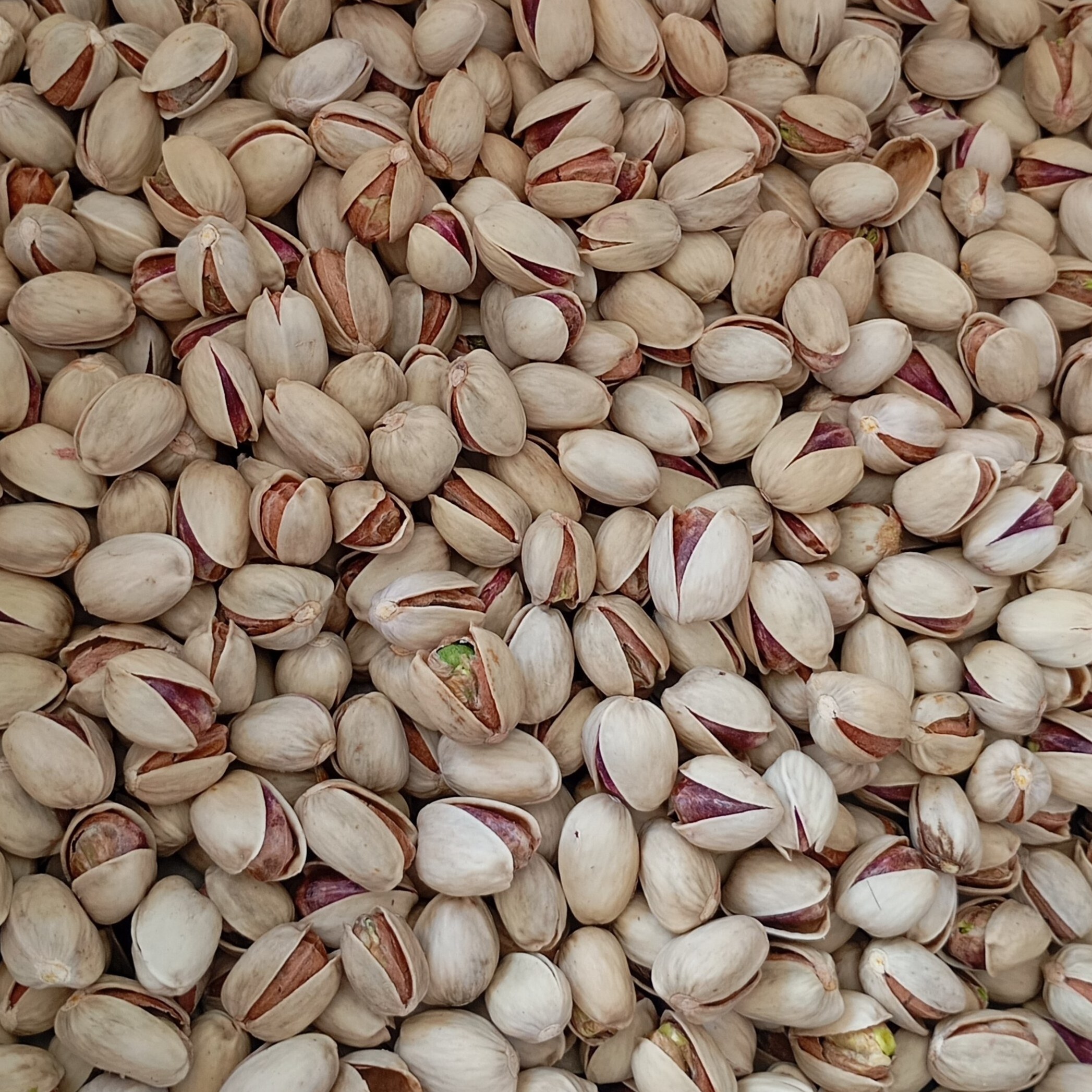پسته کله قوچی درجه یک + خرید مستقیم