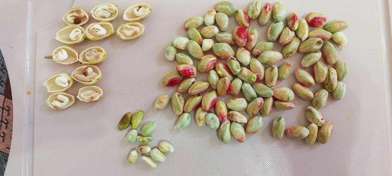 تصویر 3 از قیمت و خرید مغز پسته کال سبز سوپر لوکس