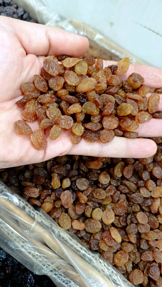 کشمش طلایی تک تاک