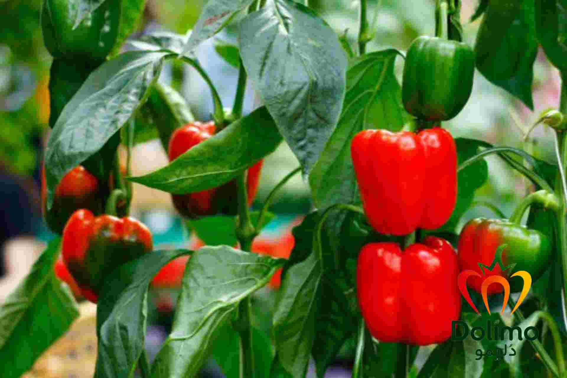 تصویر 1 از فلفل دلمه ای قرمز تازه و گوشتی با طعم شیرین مناسب مصرف و فروش عمده
