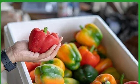 تصویر 4 از فروش عمده فلفل دلمه رنگی درشت و بازارپسند