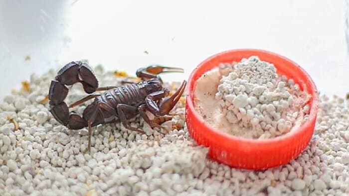 زهر عقرب مزوبوتوس با ترکیبات پروتئینی و پپتیدی