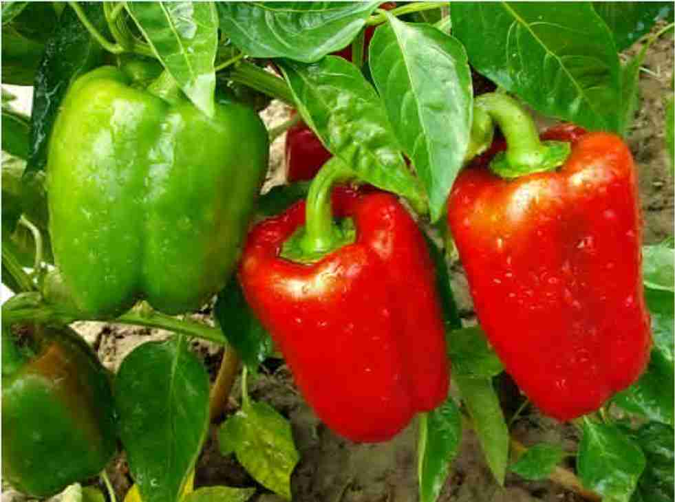 تصویر 3 از فلفل دلمه ای رنگی گلخانه ای مرغوب، مناسب فروش عمده