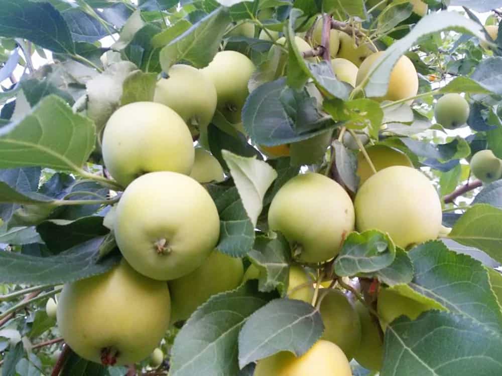 سیب سمیرم پادنا ممتاز مناسب مصرف تازه و صادراتی