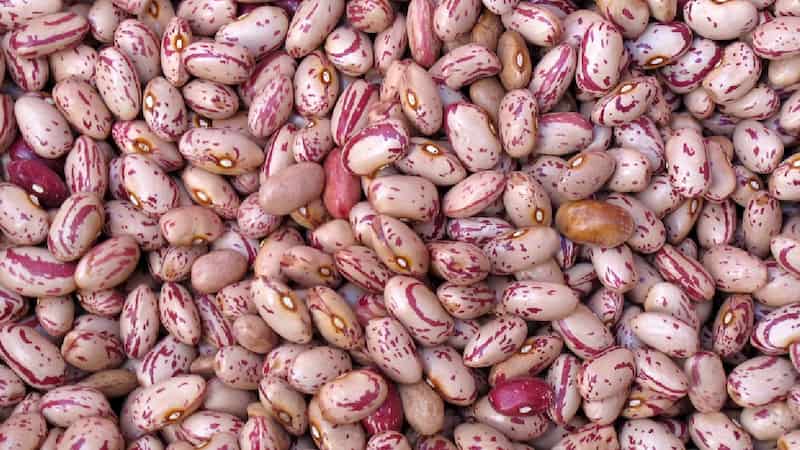 فروش لوبیا چیتی صادراتی + قیمت خرید به صرفه