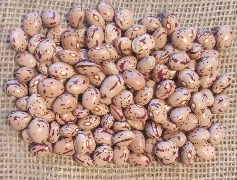 قیمت خرید لوبیا چیتی تازه شمال + فروش ویژه