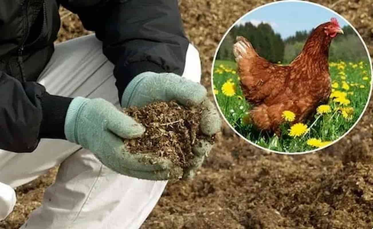 کود مرغی برای درخت انار مناسب بهبود شرایط رشد درخت